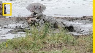 Hippopotames contre crocodiles [upl. by Janice]