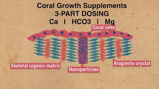 Coral Growth Supplements  No Water Changes Reef Aquarium [upl. by Froma]