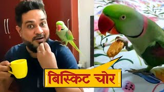 Parrot Pablo Bana बिस्कुट चोर 😍 [upl. by Eluj]