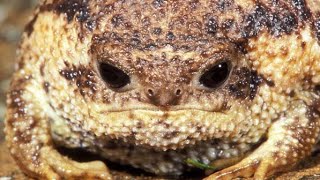 Cape rain frog screaming frog [upl. by Ratcliff493]