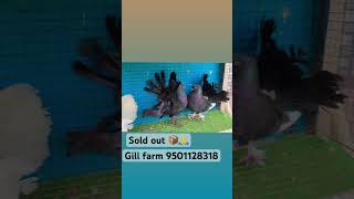 Gill farm 🦃🦢🪿🦆🐓🐥🕊️⛳️🙏 [upl. by Dnaletak522]