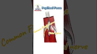 4C Popliteal fossa anatomy illustration drawing art bones study students knee hamstrings [upl. by Buxton]