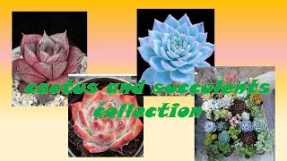 My collection of cactus and succulents [upl. by Kano]