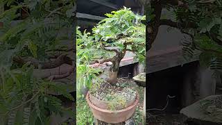 Tamarind livingart bonsai bonsaitree herbseed [upl. by Jacobs806]