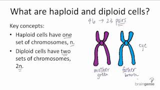 521 Haploid v Diploid [upl. by Annawad]