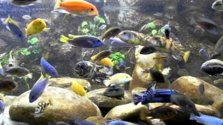 Malawi Aquarium 937ltr  Best Video [upl. by Yentrac744]