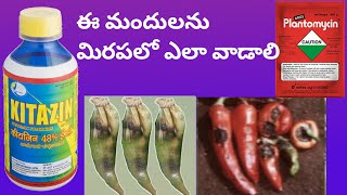 how to use this fungicides and plantomycin in Mirchi gardenkayakullu kommakullu [upl. by Stav]