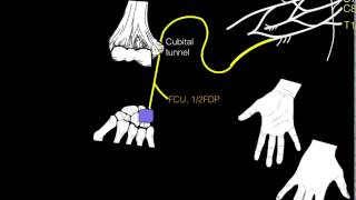 Innervation of forearm and hand muscles [upl. by Arayc932]