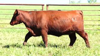 Lot 47 Gilmans Durham 6L [upl. by Irtemed742]