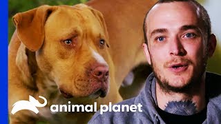 Marcel Rescues Two Scared Dogs Next To A Highway  Pit Bulls amp Parolees [upl. by Dnalsor]