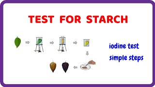 Test for Starch Simple and Effective Experiment [upl. by Tsenrae]