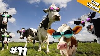 FUNNY COW DANCE 11 Cow Dance  cow group dance funny COW song 2024 [upl. by Hawkie]