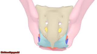 PUDENDAL CANALPERINEAL MEMBRANESACROTUBEROUS LIGAMENTISCHIOANAL FOSSAABDOMENANATOMYMBBS [upl. by Gimble]