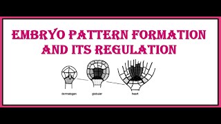 Embryo pattern formation and its regulation [upl. by Tenenbaum]