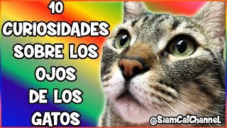 10 Curiosidades Sobre Los Ojos De Los Gatos  SiamCatChannel [upl. by Koblas]