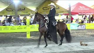 TESORO DE VILLA FLORALINA GRAN CAMPEON PASO FINO COLOMBIANO JNP MANIZALES GRADO B 2024 [upl. by Rockefeller228]