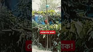 মোরগের ডাক shorts rooster animalsounds viralshort [upl. by Rew452]