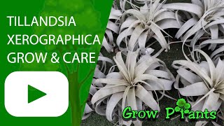 Tillandsia Xerographica  grow amp care Air plant [upl. by Enyehc677]