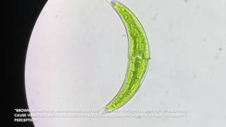 Closterium algae cell  400x  Brownian Motion [upl. by Aniaj]