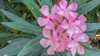 How to Grow Oleander [upl. by Assilanna818]