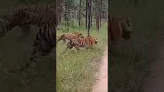 Wow 2 female tigress fighting 😱 tigersafariinpench [upl. by Nylirret]