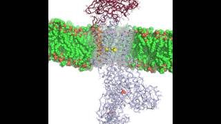 NaKATPase animation [upl. by Cindelyn]