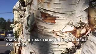 Symptoms of Birch borer infestation [upl. by Niels]