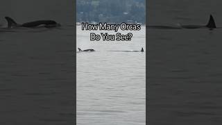 Rare Orca Sighting at Mukilteo Lighthouse Park How Many Orcas Can You Spot shorts orcas rare [upl. by Nawuq]