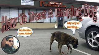 How To Treat A Limping Dog [upl. by Nylleoj]