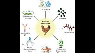 Alternatives of Antibiotics in Poultry Industry [upl. by Brion]