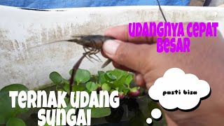 Cara beternak udang sungai dikolam sederhana [upl. by Trinl]