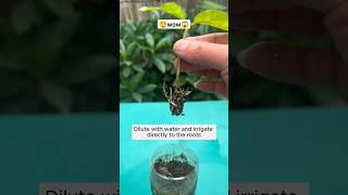 ⚫Helps plants bloom easily shorts shortvideo viral [upl. by Wachtel]