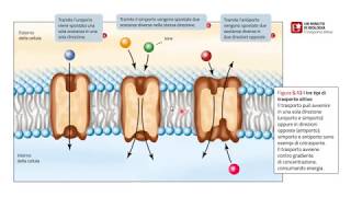 Il trasporto delle sostanze tramite la membrana cellulare [upl. by Anelet]