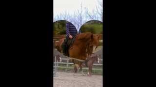 Grovely Riding Center Wilton Wiltshire [upl. by York]