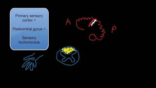 Dorsal Column Testing Multimodal Sensation Testing [upl. by Nibram]