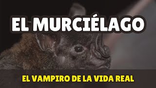 🦇 Sonidos Secretos el Asombroso Mundo de los Murciélagos 🌌 [upl. by Etterb498]