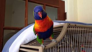 Best talking Parrot Rainbow lorikeet [upl. by Aroda]