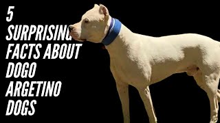 5 SURPRISING FACTS ABOUT DOGO ARGENTINO DOGS [upl. by Hastie861]