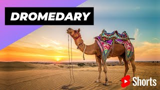 Dromedary 🐪 One Of The Tallest Animals In The World shorts [upl. by Eralcyram475]