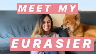 Introduction to Eurasiers Eurasier 101 [upl. by Eceinwahs]