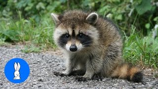 Baby Raccoons Are Cheeky  FUNNIEST Compilation [upl. by Leif583]