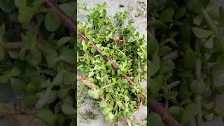 How to plant your ornamental plants plants nature shortvideo [upl. by Candi]