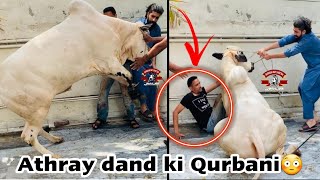 Qurbani Video of Angry Dhani Bull  Home Qurbani of Asadullah Bhai 2021 [upl. by Eniretac]