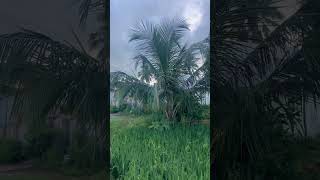 మా పల్లె అందాలు😍🤩 nature srikakulam nature youtube beastshirt [upl. by Neleh]