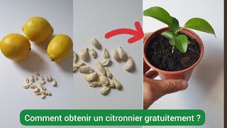 Comment faire pousser un citronnier à partir dun pépin  2023 [upl. by Mcmaster681]