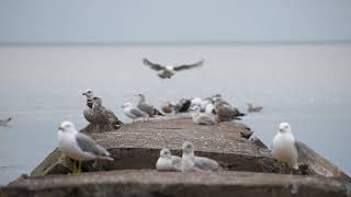 Ringbilled gulls and other water bird friends on rocks at the beach [upl. by Kisung]