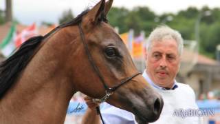 Caballos árabes en Silleda 2016 Fotografías [upl. by Cheke744]