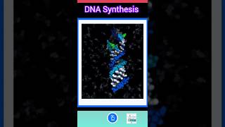 DNA Synthesis  Synthesis of DNA  DNA Replication [upl. by Buell850]