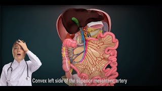 3D Medical ELearning Superior amp Inferior Mesenteric Vessels Explained [upl. by Teik]