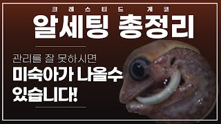 크레스티드 게코 건강한 알을 부화하기 위해서는 이렇게만 따라오시면 됩니다 전국민 해칭 고수가 되기위해 부화하기 전 꼭 필요한 준비물들과 세팅하는 법 관리 꿀팁 준비했습니다 [upl. by Namrak]